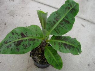 musa acuminata  "dwarf cavendish"