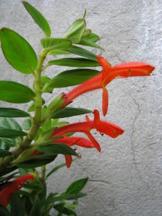 columnea "krakatau"