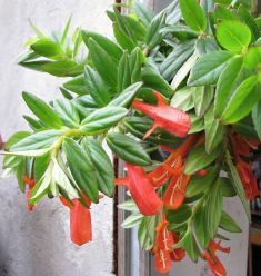 columnea "krakatau"