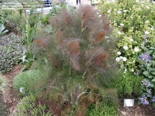 foeniculum vulgare "smokey"