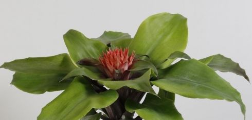 aechmea tayoensis