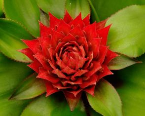 aechmea tayoensis