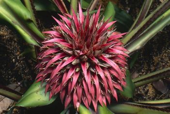 aechmea tayoensis starší květ