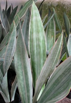 sansevieria trifasciata "metallica"