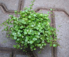 peperomia bangroana