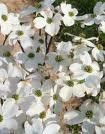 Cornus florida "cherokee princess" - dřín květnatý