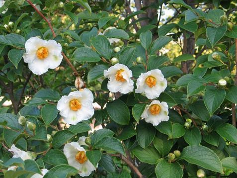 Stewartia pseudocamellia