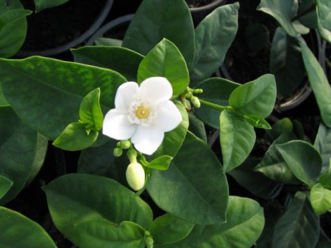 Wrightia antidysenterica"snowflake"