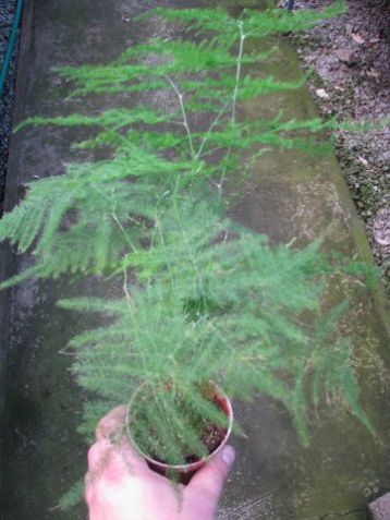 Asparagus plumosa