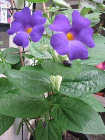Thunbergia batiscombei - černooká zuzana modrá