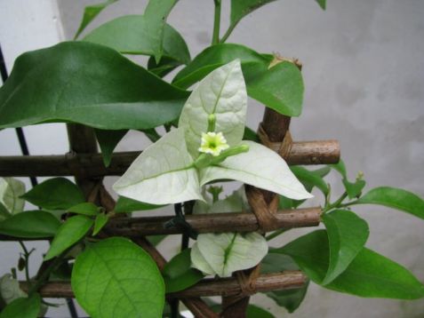 Bougainvillea "rijnstar white"