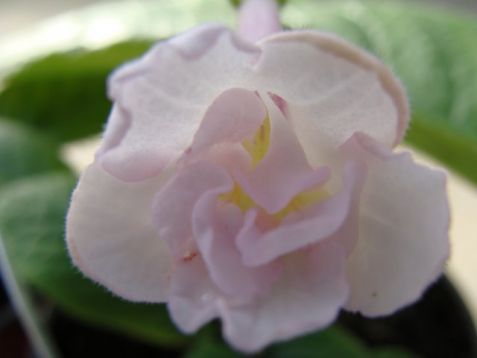 Streptocarpus "blushing bride" - tořivka
