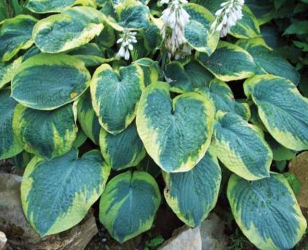 Hosta "frances williams" - bohyška