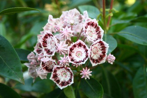 Kalmia latifolia "olympic wedding" - kalmie