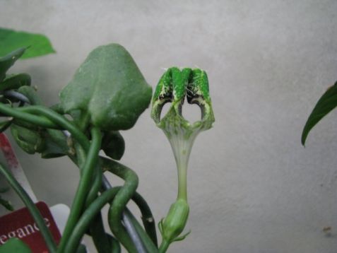 Ceropegia sandersonii, african parachute