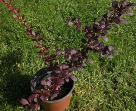 Berberis thunbergii "dart"s red lady"