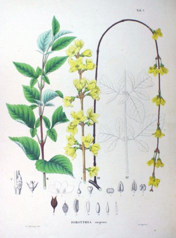 Forsythia suspensa "sieboldii" - zlatice prostřední, zlatý déšť