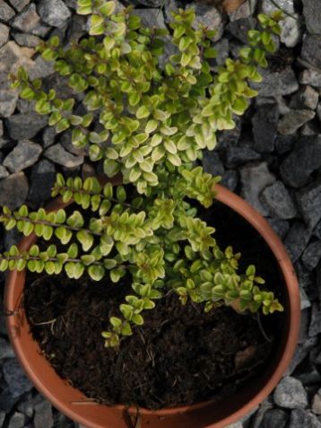 Lonicera nitida "twiggy" - zimolez lesklý