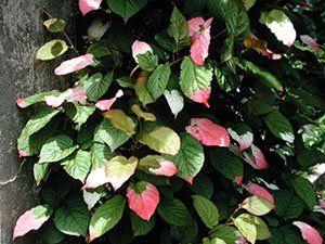 Actinidia kolomikta "adam"