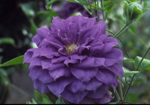 Clematis "franziska maria"