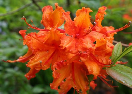 Rhododendron jap. "brilliant orange"