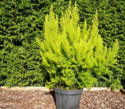 Erica arborea "albert´s gold" - vřesovec stromovitý