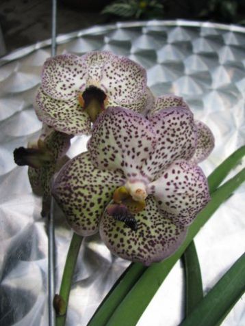 Vanda hybrid, larger flowers