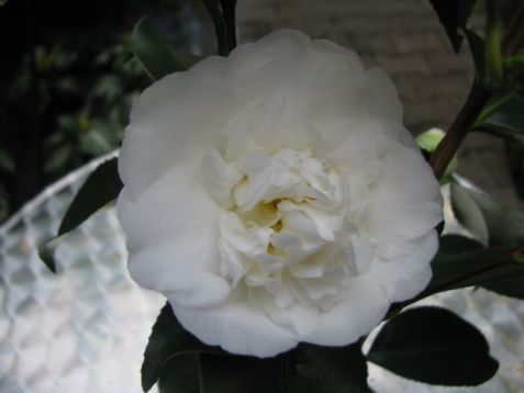 Camellia japonica "chandleri elegans white" - kamélie
