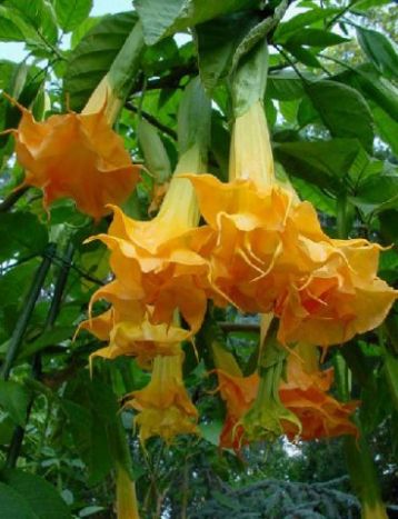 Brugmansia "langenbuscher garten"