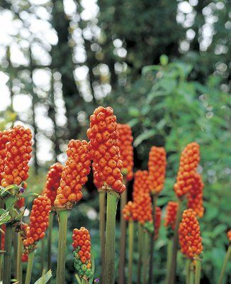 Arum italicum - áron italský