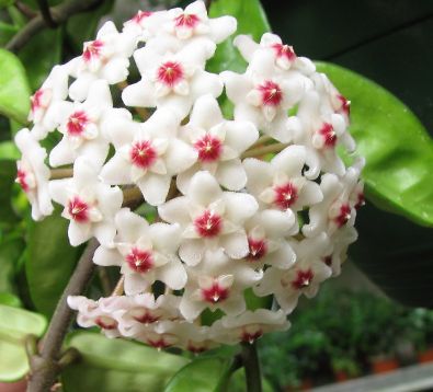 Hoya carnosa "krinkle eight" - voskovka