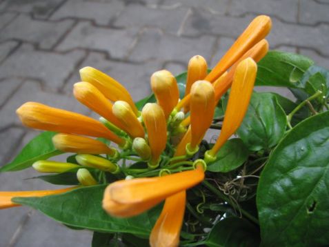 Pyrostegia venusta