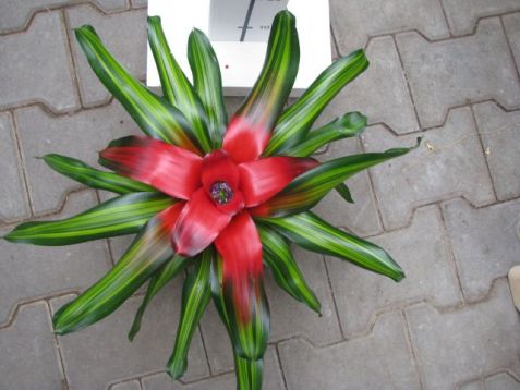 Neoregelia červená, žlutě panašované listy