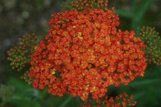 Achillea millefolium "peggy sue"