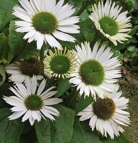 Echinacea purpurea "virgin" - třapatka nachová