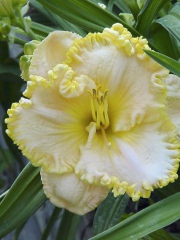 Hemerocallis "spacecoast scrambled" - denivka