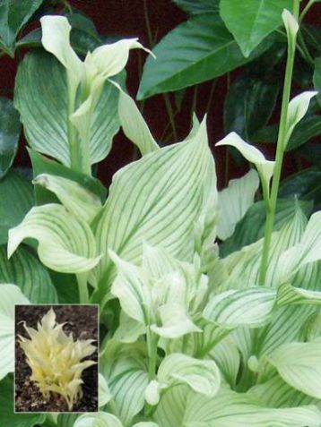 Hosta "white feather" - bohyška