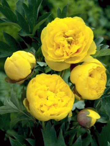 Paeonia suffr. * lact. "yellow crown"