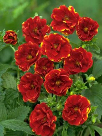 Potentilla fruticosa "emilie"