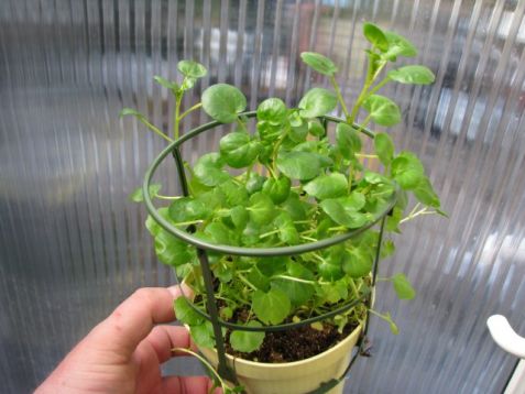 Nasturtium officinale