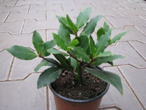 Laurus nobilis - vavřín, bobkový list