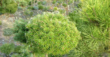 Abies koreana "doni tajuso"