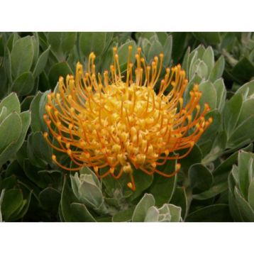 Leucospermum cordifolium "carnival copper"