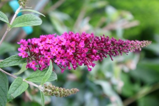 Buddleja davidii "royal red" - motýlokvět, komule