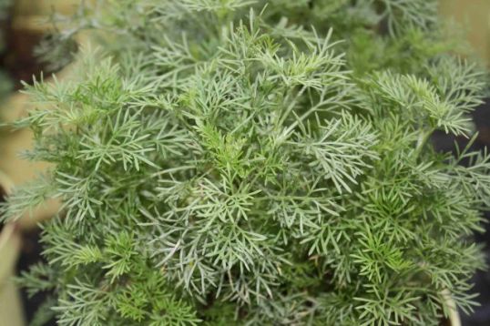 Artemisia abrotanum "maritima" - cola pelyněk