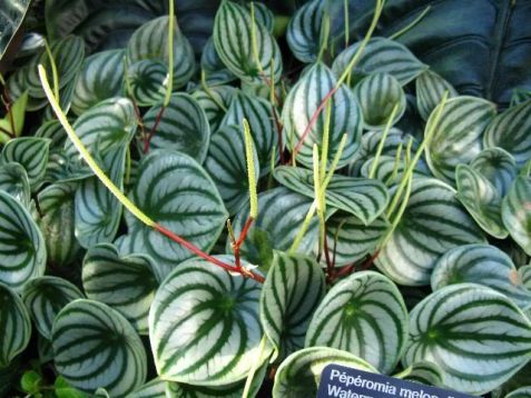 Peperomia argyreia