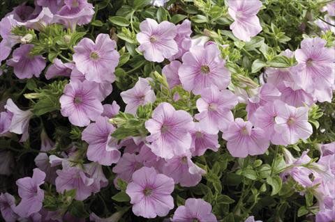 Petunia "sweet pink"