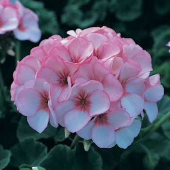 Pelargonium zonale f1 "horizon star"
