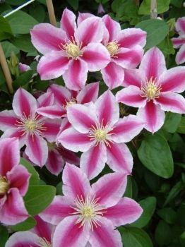 Clematis "angela"