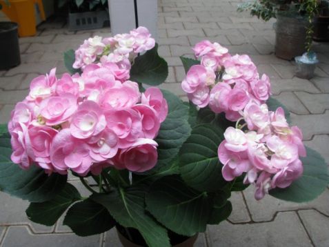 Hydrangea macrophylla "papillon" - hortenzie
